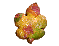 Fall Multicolored Leaf Cookie